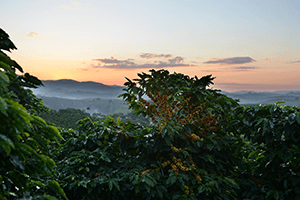 Der langsame Tod der Arabica Bohne - wie der Klimawandel unser Lieblingsgetränk gefährdet